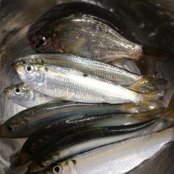 餌なしサビキでサッパ釣り