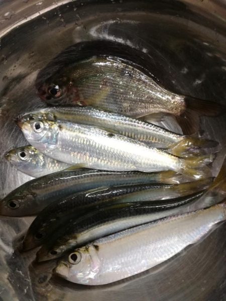 餌なしサビキでサッパ釣り