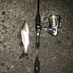 ナイトアジ＆デイマゴチ