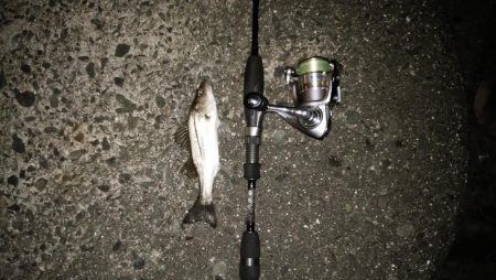 ナイトアジ＆デイマゴチ