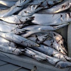 大きいサイズが少ない