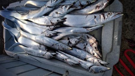 大きいサイズが少ない