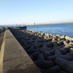 ホクシン前にてメジロ