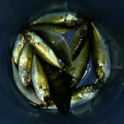 まだまだなんとかアジング