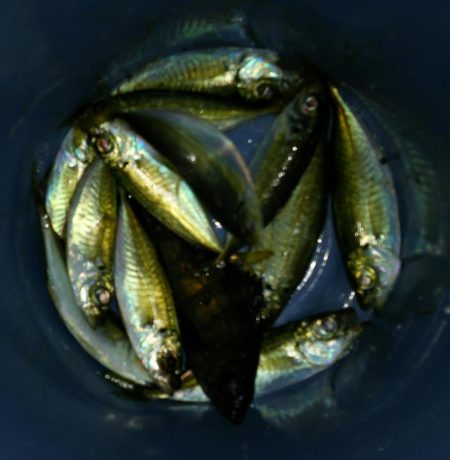 まだまだなんとかアジング