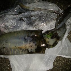 ナイトエギング