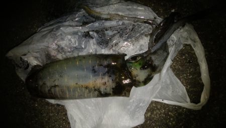 ナイトエギング