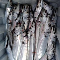 アタリはあるけど小さい