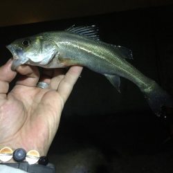 城南島で魚釣り☆