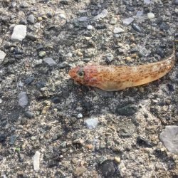 横須賀の釣り公園へ行って来ました。