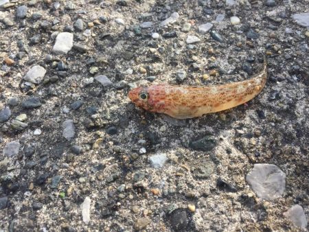 横須賀の釣り公園へ行って来ました。