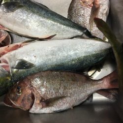 釣り堀シーユー