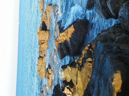 グレ・アオリイカ・小さい・・・・・・