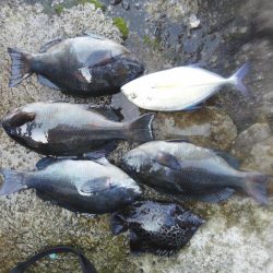 グレ・アオリイカは小さい・・イズスミは良く引きました・・