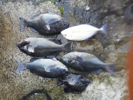 グレ・アオリイカは小さい・・イズスミは良く…