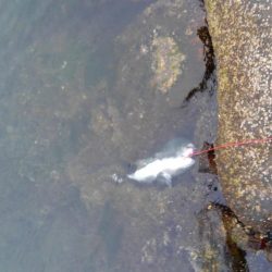 ストリンガーが