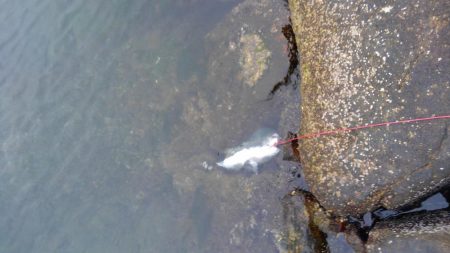 ストリンガーが