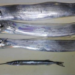 青物はアカン感じ