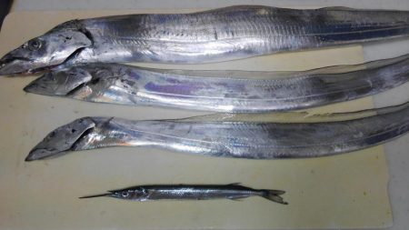 青物はアカン感じ