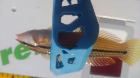 カワハギも終わりやね