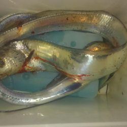 ワインド、プチアジング