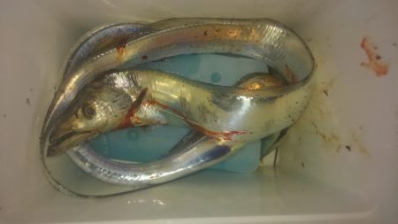 ワインド、プチアジング