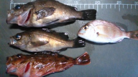 メバル高活性！