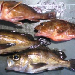 ガシラ入れ食い!