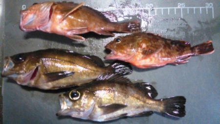 ガシラ入れ食い!