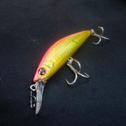 お久しぶりね～ハマチに会うなんて～♪