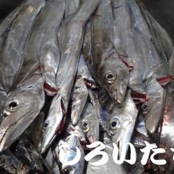 先日、タチウオ超シブかったけどどう?