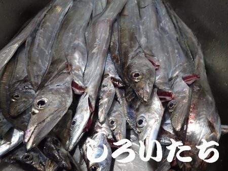 先日、タチウオ超シブかったけどどう?