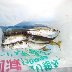 湾奧ジャンボを求めて！