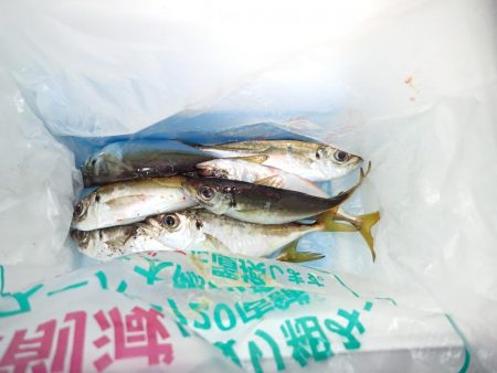 湾奧ジャンボを求めて！