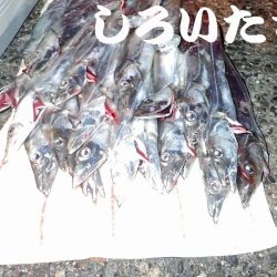 １３日にもタチウオ釣りました。