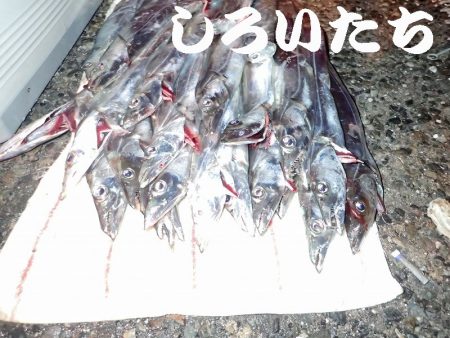 １３日にもタチウオ釣りました。