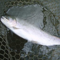 大安トラウトレイク 釣果