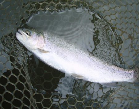 大安トラウトレイク 釣果