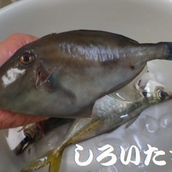 タチウオ、寒さにビクリ？それとも減った？