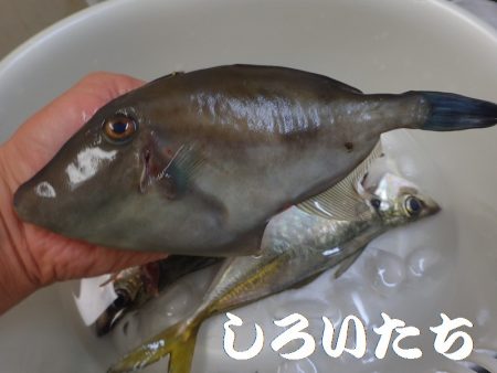 タチウオ、寒さにビクリ？それとも減った？