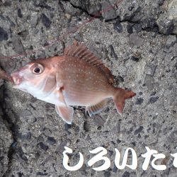 カレイを狙いましたが。