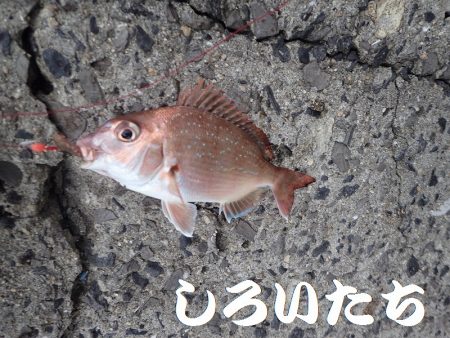 カレイを狙いましたが。