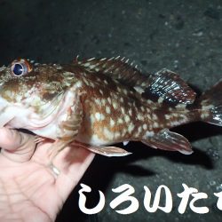 今日は夜釣り。