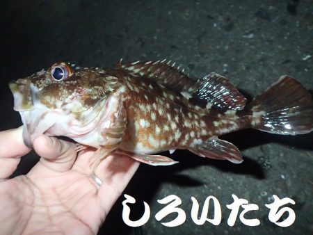 今日は夜釣り。