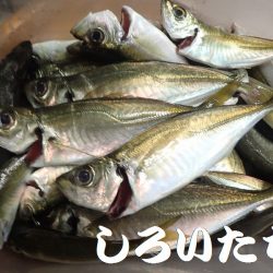 日本海のアジを確保しに遠征！