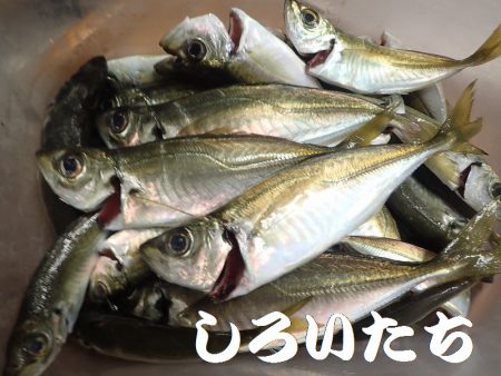 日本海のアジを確保しに遠征！