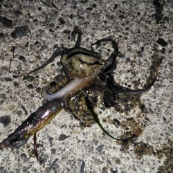 養老フィーバー