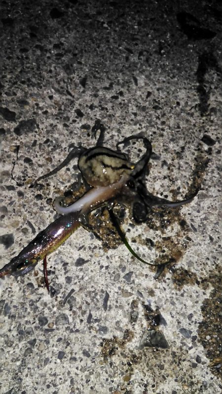 養老フィーバー