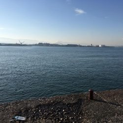 大阪岸和田忠岡の貯木場でヘチ釣り後にショアジギングでハマチをゲット！！