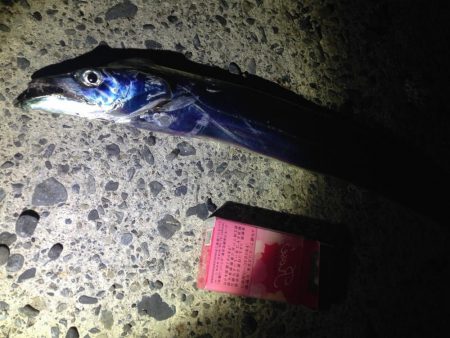 石津浜アオリイカ好調！太刀魚もまだまだボウズ無し